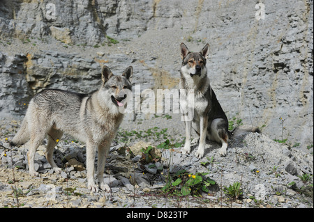 Tschechoslowakische Wolfshunde Stockfoto