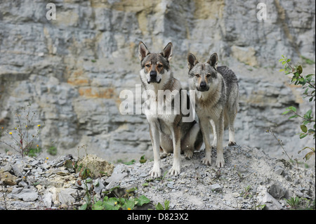 Tschechoslowakische Wolfshunde Stockfoto