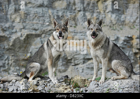 Tschechoslowakische Wolfshunde Stockfoto