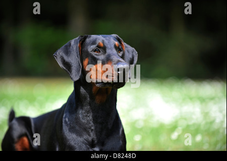 Dobermann-Portrait Stockfoto
