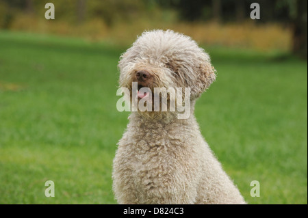 Lagotto Romagnolo Portrait Stockfoto