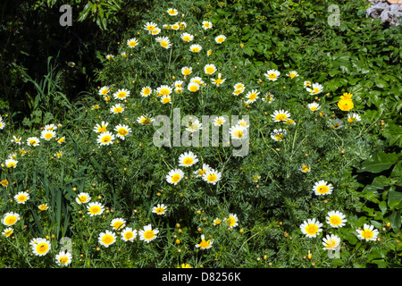 Gänseblümchen Gänseblümchen weiße und gelbe wilde Blumen wachsen in Sommerwiese Stockfoto