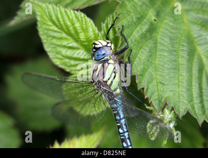 Detaillierte Nahaufnahme von einem männlichen behaarte Libelle aka behaarte Hawker (Brachytron Pratense) Stockfoto