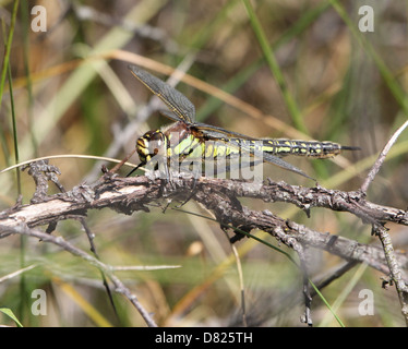 Detaillierte Nahaufnahme von einer weiblichen behaarte Libelle aka behaarte Hawker (Brachytron Pratense) Stockfoto