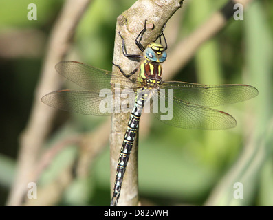 Detaillierte Nahaufnahme von einem männlichen behaarte Libelle aka behaarte Hawker (Brachytron Pratense) Stockfoto