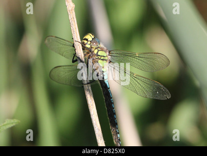 Detaillierte Nahaufnahme von einem männlichen behaarte Libelle aka behaarte Hawker (Brachytron Pratense) Stockfoto