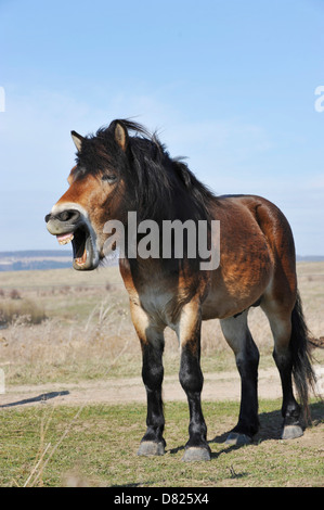 Exmoor-Pony Stockfoto