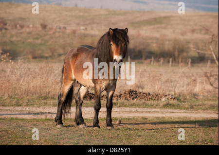 Exmoor-Pony Stockfoto