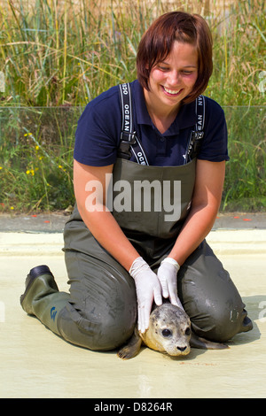 Weibliche Tierpflegerin Fütterung Seehunde (Phoca Vitulina) Jugendliche im Friedrichskoog versiegeln Bahnhof, Deutschland Stockfoto