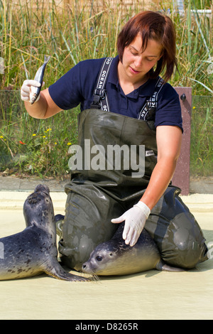 Weibliche Tierpflegerin Fütterung Seehunde (Phoca Vitulina) Jugendliche im Friedrichskoog versiegeln Bahnhof, Deutschland Stockfoto