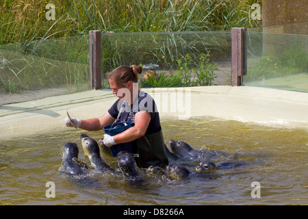 Weibliche Tierpflegerin Fütterung verwaiste Seehunde (Phoca Vitulina) Jugendliche im Friedrichskoog versiegeln Bahnhof, Deutschland Stockfoto