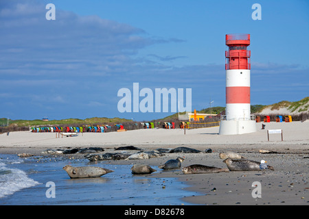 Seehunde / Hafen Robbenkolonie (Phoca Vitulina) ruhen am Strand in der Nähe von Leuchtturm, Helgoland / Helgoland, Wattenmeer, Deutschland Stockfoto