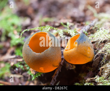 Frühling orange Peel Pilz Stockfoto