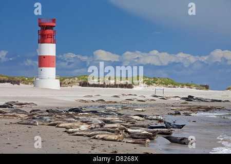Seehunde / Hafen Robbenkolonie (Phoca Vitulina) ruhen am Strand in der Nähe von Leuchtturm, Helgoland / Helgoland, Wattenmeer, Deutschland Stockfoto