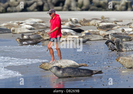 Mann zu Fuß unter Seehunde / Hafen Robbenkolonie (Phoca Vitulina) ruht auf Strand, Helgoland / Helgoland, Deutschland Stockfoto