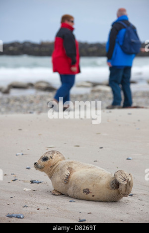 Wanderer und gemeinsamen versiegeln / Hafen Dichtung (Phoca Vitulina) Welpe ausruhen am Strand Stockfoto