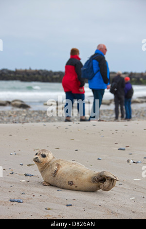 Wanderer und gemeinsamen versiegeln / Hafen Dichtung (Phoca Vitulina) Welpe ausruhen am Strand Stockfoto