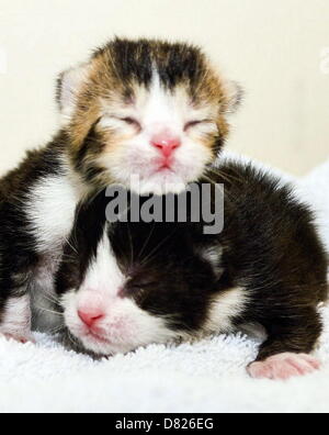 Bridgend, UK Mai Mittwoch 15 2013 Bild: Kätzchen Marple und Kojak bei Katzen Schutz in Bridgend, Südwales.  Re: Es ist eine seltsame Geschichte, wurden sechs kleine feline Flüchtlinge gefunden nisten mit ihrer Mama an den unwahrscheinlichsten Orten, in einem Gefängnis-LKW im Parc-Gefängnis in Bridgend, Südwales.  Sie sind benannt nach einige der weltweit berühmtesten fiktiven Detektive – aber diese sechs Katzen waren fast die letzten Häftlinge im Parc-Gefängnis.  Glücklicherweise bekam für Jessica, Sherlock, Christie, Marple, Kojak und Morse, diese pelzigen Katze Einbrecher eine vorzeitige Entlassung nachdem sie mit Mama Agat gefunden wurden Stockfoto