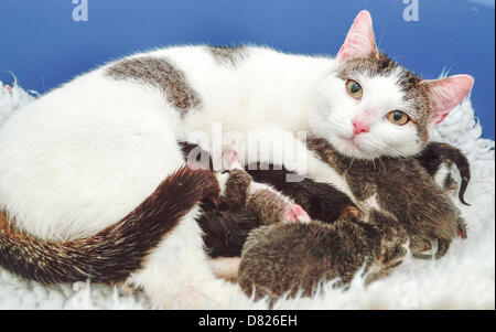 Bridgend, UK Mai Mittwoch 15 2013 Bild: Mutter Katze Agatha mit ihrem Kätzchen Katzen Schutz in Bridgend, Südwales.  Re: Es ist eine seltsame Geschichte, wurden sechs kleine feline Flüchtlinge gefunden nisten mit ihrer Mama an den unwahrscheinlichsten Orten, in einem Gefängnis-LKW im Parc-Gefängnis in Bridgend, Südwales.  Sie sind benannt nach einige der weltweit berühmtesten fiktiven Detektive – aber diese sechs Katzen waren fast die letzten Häftlinge im Parc-Gefängnis.  Glücklicherweise bekam für Jessica, Sherlock, Christie, Marple, Kojak und Morse, diese pelzigen Katze Einbrecher eine vorzeitige Entlassung nachdem sie Witz gefunden wurden Stockfoto