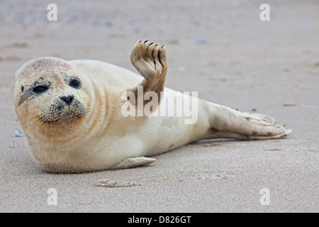 Gemeinsamen versiegeln / Hafen Dichtung (Phoca Vitulina) Welpen am Strand winken mit vorderen flipper Stockfoto