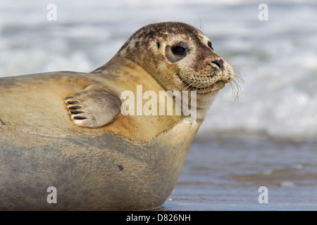 Schließen des gemeinsamen versiegeln Sie / Hafen Sie Dichtung (Phoca Vitulina) ausruhen am Strand Stockfoto