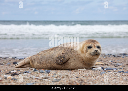 Gemeinsamen versiegeln / Hafen Dichtung (Phoca Vitulina) Welpe ausruhen am Strand Stockfoto