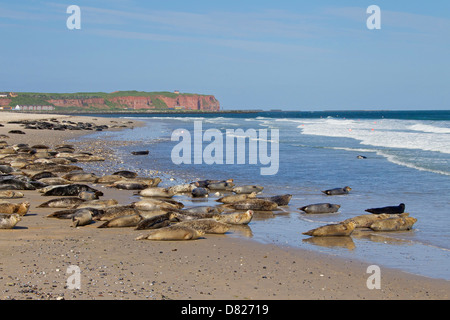 Seehunde / Hafen Dichtung (Phoca Vitulina) Kolonie ausruhen am Strand von Helgoland / Helgoland, Wattenmeer, Deutschland Stockfoto