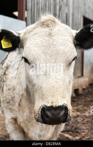 Seltene Rasse, britische weiße Kuh in Bauernhof Scheune, Stockfoto