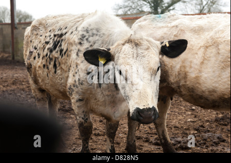 Britische weiß, weiße Kühe, Färsen, Vowley Farm, Royal Wootton Bassett, Wiltshire Stockfoto