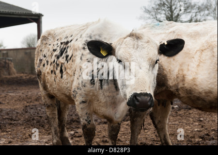 Britische weiße, weiße Kuh, Färse, Vowley Farm, Royal Wootton Bassett, Wiltshire Stockfoto