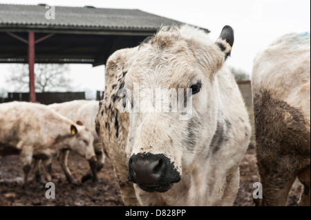 Britische weiße Kühe weiß auf Bauernhof. Vowley Farm, Royal Wootton Bassett, Wiltshire Stockfoto