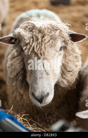 Seltene Cotswold Kinderbetten Lion Rasse Ewe Schafe im Stall, berühmt für sein Fleisch und Wolle Stockfoto