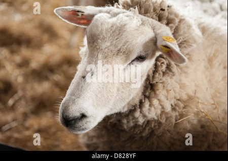 Seltene Llyed Rasse Schaf Schafe im Stall, berühmt für sein Fleisch und Wolle Stockfoto