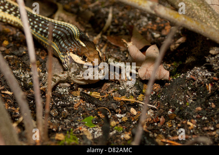 Ribbon Schlange (Thamnophis Sauritus) Essen eine Fowlers Kröte (Anaxyrus (Bufo) Fowleri) Stockfoto