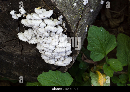 Flechten wachsen am Ende eines geschnittenen Log. Stockfoto