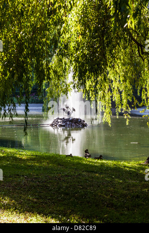Kleinen Springbrunnen im Teich in Ogród Saski, sächsische Garten, dem ältesten öffentlichen Park in Warschau, Polen. Stockfoto