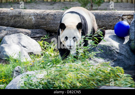 Toronto, Ontario, Kanada. 17. Mai 2013. ER meidet (männlich: Was bedeutet doppelte Glätte) Giant Panda auf dem Spielplatz im Zoo von Toronto. Der Toronto Zoo eingeladen Medien zur Feier der Ankunft des großen Pandas Ji Li und Er Shun teilzunehmen. Giant Panda Ausstellung öffnet für die Öffentlichkeit am 18. Mai 2013. (Bild Kredit: Kredit: Igor Vidyashev/ZUMAPRESS.com/Alamy Live-Nachrichten) Stockfoto