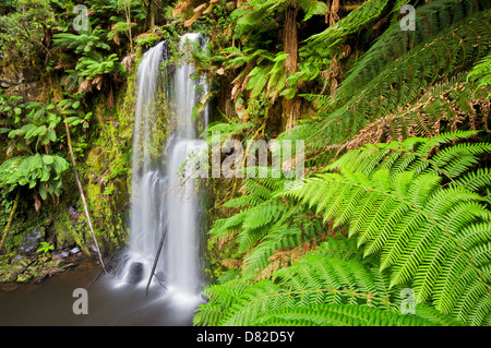 Beauchamp fällt im Great Otway National Park. Stockfoto