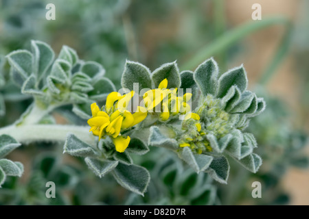 Coastal Medick = Meer Medick (Medicago Marina) Blumen auf Dünen Küste Alvor Algarve Portugal Mittelmeer Europa April Stockfoto