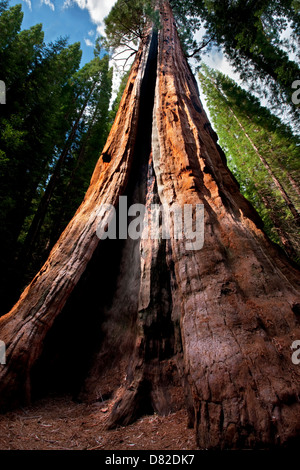 Boole Baum. Kings Canyon Nationalpark, Kalifornien Stockfoto