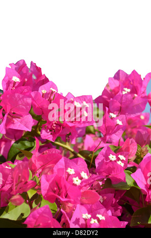 Die Bougainvillea ist eine Kletterpflanze von Spectabilis Willd. der Nyctaginaceae. Stockfoto