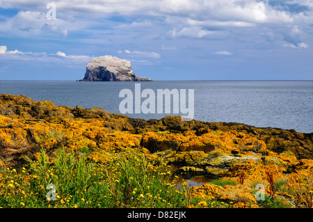 Bass Rock, Heimat einer großen Tölpelkolonie, in der Nähe von North Berwick, East Lothian, Schottland, Vereinigtes Königreich, Europa Stockfoto