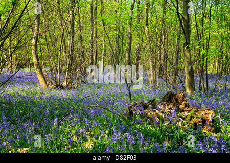 Bluebell Woods, amp, Kent, UK Stockfoto