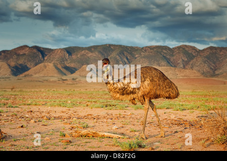 EMU vor den Flinders Ranges. Stockfoto