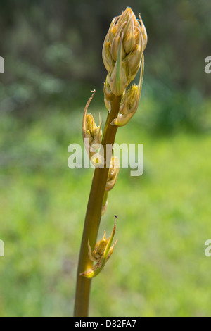 Gemeinsamen Asphodel (Asphodelus Aestivus) in der Knospe Masmorra Trail in der Nähe von Mealha Brás de Alportel Algarve Portugal Mittelmeer Europa Stockfoto