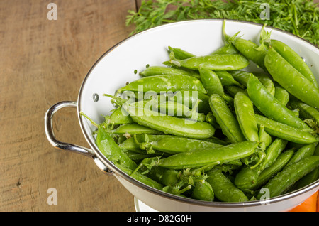 Frisch geerntete grüne Erbsen in eine Schüssel weiß Stockfoto