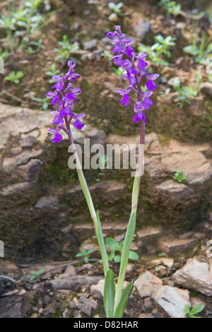 Lange trieb Orchidee (Anacamptis Longicornu) blüht in der Nähe von Cabanas São Brás de Alportel Algarve Portugal Mittelmeer Europa Stockfoto