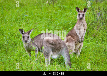 Östliche graue Kängurus füttern auf einer grünen Wiese. Stockfoto