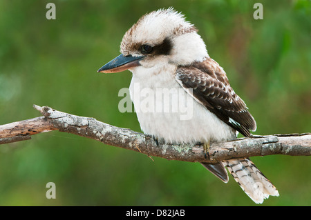 Lachende Kookaburra sitzen auf einem Baum, auf der Suche nach Beute. Stockfoto