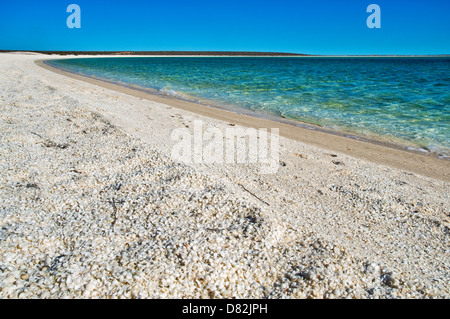 Muscheln, Muscheln und Muscheln bei Shell Beach. Stockfoto